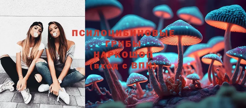 закладки  Олонец  Псилоцибиновые грибы MAGIC MUSHROOMS 